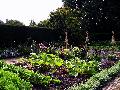 gal/holiday/Yeovil Area 2007 - Tintihull Gardens/_thb_Tintinhull_Gardens_P1010007.jpg